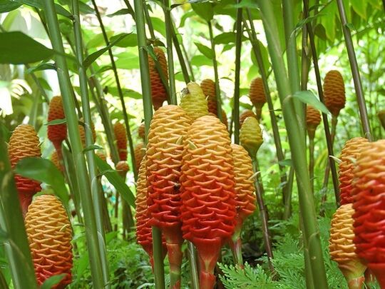 Ecco come appare una pianta di zenzero